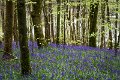 Bluebells and wild garlic in Rossmore Forest Park - May 2017 (19)